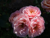 Ulrike3