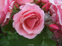 Ulrike4