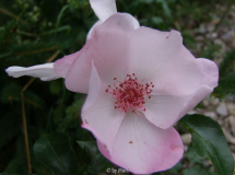 Sweet Pretty