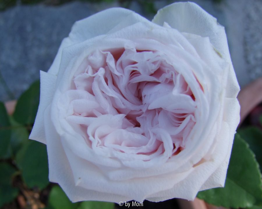 Souvenir de la Malmaison