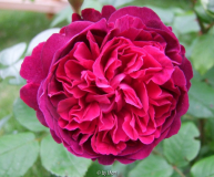 William Shakespear