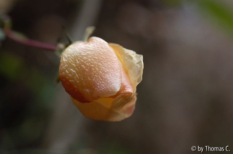 Mutabilis 2 - die erste