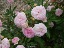 Pink Ghislaine de Féligonde3