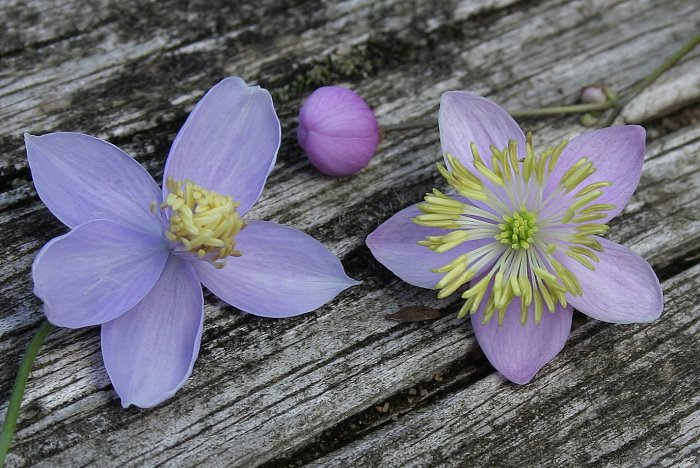 Thalictrum diffusiflorum + spec