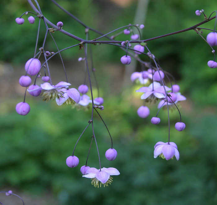 Thalictrum spec.