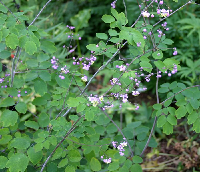 Thalictrum spec.