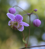 Thalictrum spec.