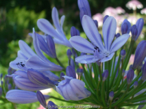 Agapanthus namenlos