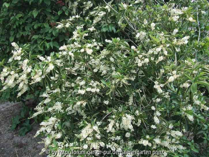 Clethra barbinervis (2011/07)
