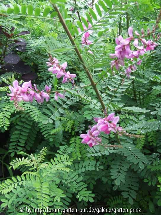 Indigofera heterantha (2011/07)