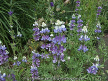 Lupinus Ocean Blue (2011/07)