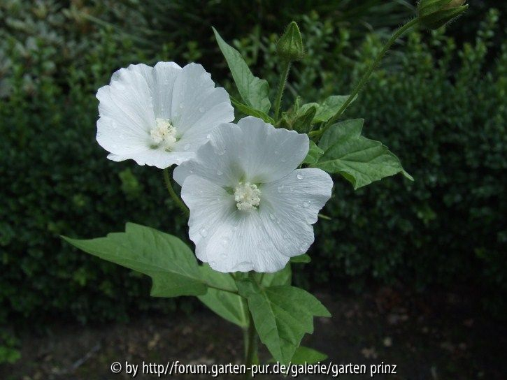 Anoda cristata Alba (2011/07)