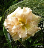 Peggy Jeffcoat