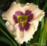 Feinsliebchen