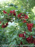 Rote Johanna.JPG