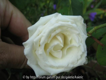 the bride aus sangershausen