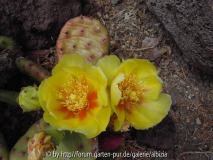 Opuntienblüte