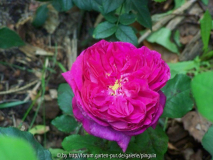 Young Lucidas Blüte