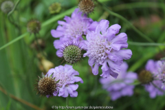 Scabiosa columbaria 'Butterfly Blue'