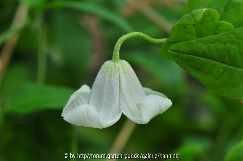 Clematis huchouensis