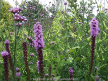 Liatris spicata mit Nicotiana langsdorff