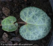 helleborus lividus sämling.jpg