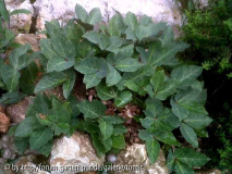 Helleborus lividus p.jpg