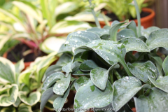 Hosta 'Blue mouse ears'