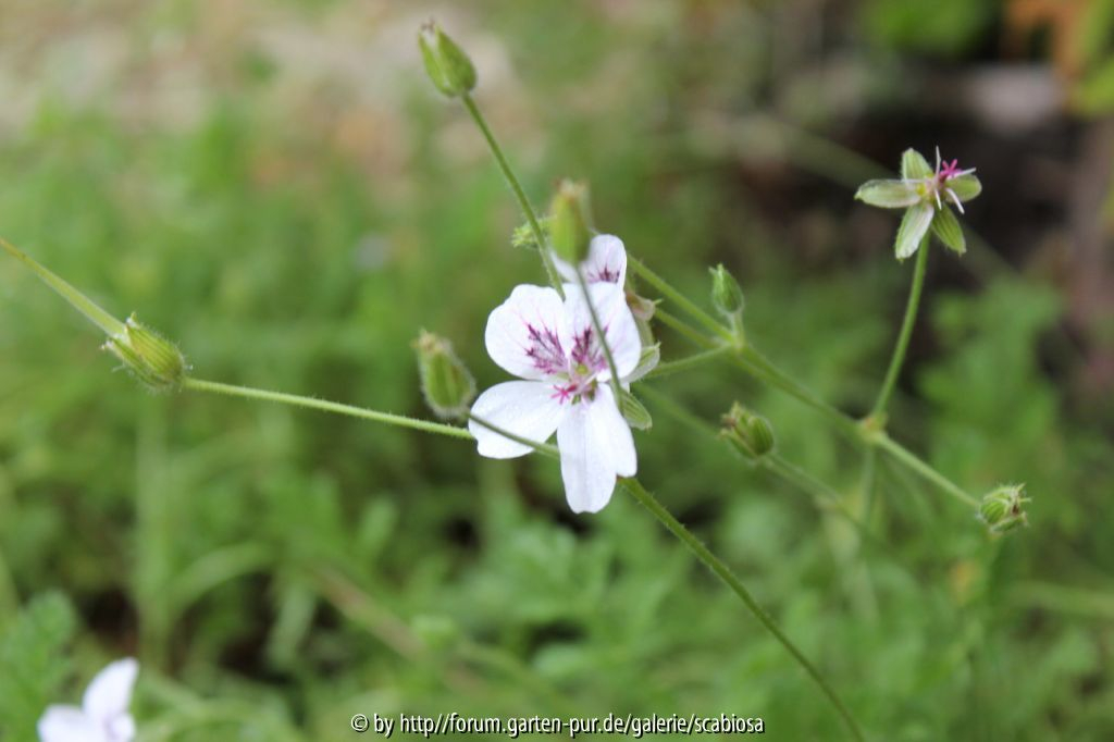 Erodium guttatum