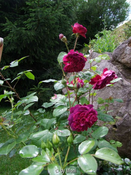 William Shakespear2