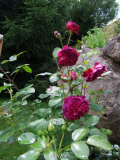 William Shakespear2