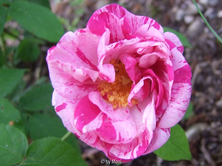 R. Gallica Rosa Mundi2