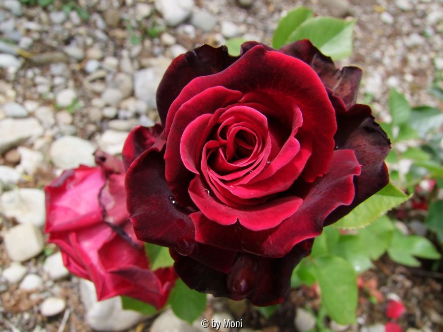 Karneol-Rose4