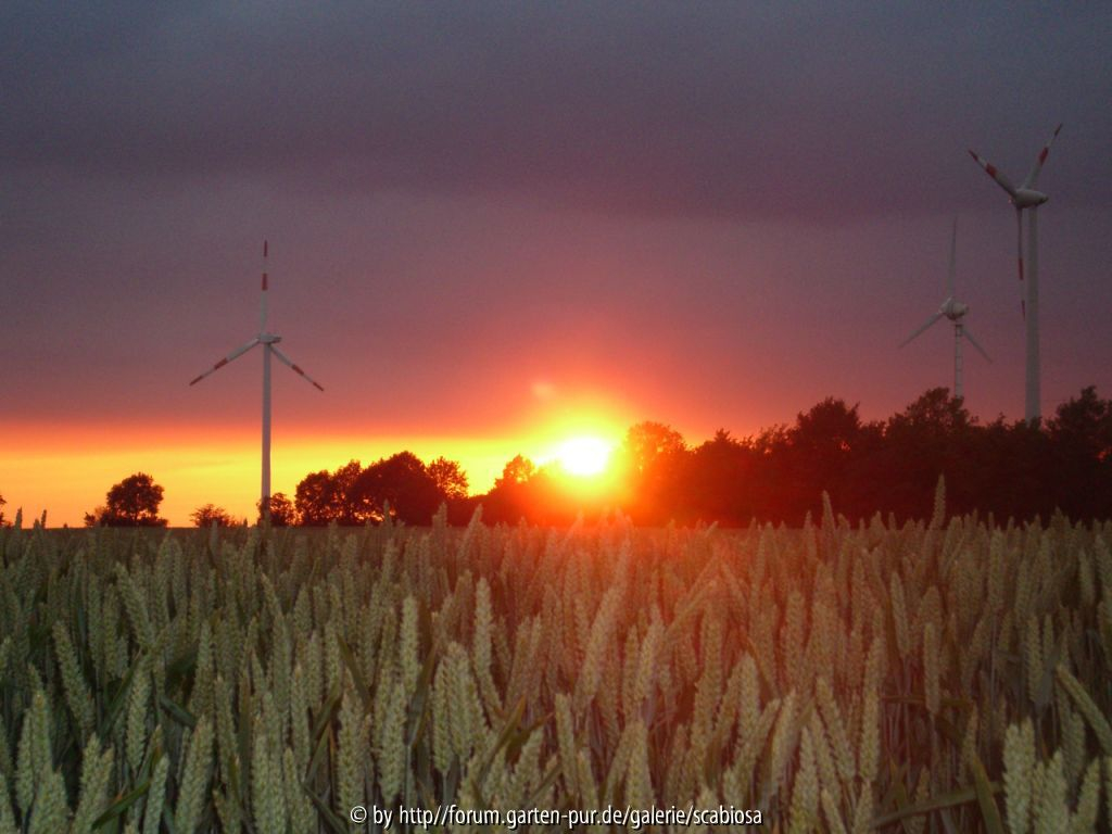 Sonnenuntergang (Korn)