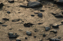 Rheinspaziergang 12: Spuren im Schlick