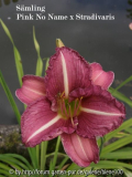 Pink X Stradivaris.jpg