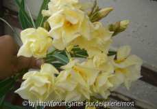 Oleander gelb 2011.jpg