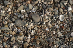 Rheinspaziergang 13: Steine und Muscheln