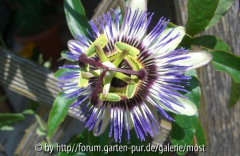 Passionsblume 2011.jpg