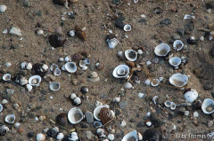 Rheinspaziergang 14: Muscheln und Sand
