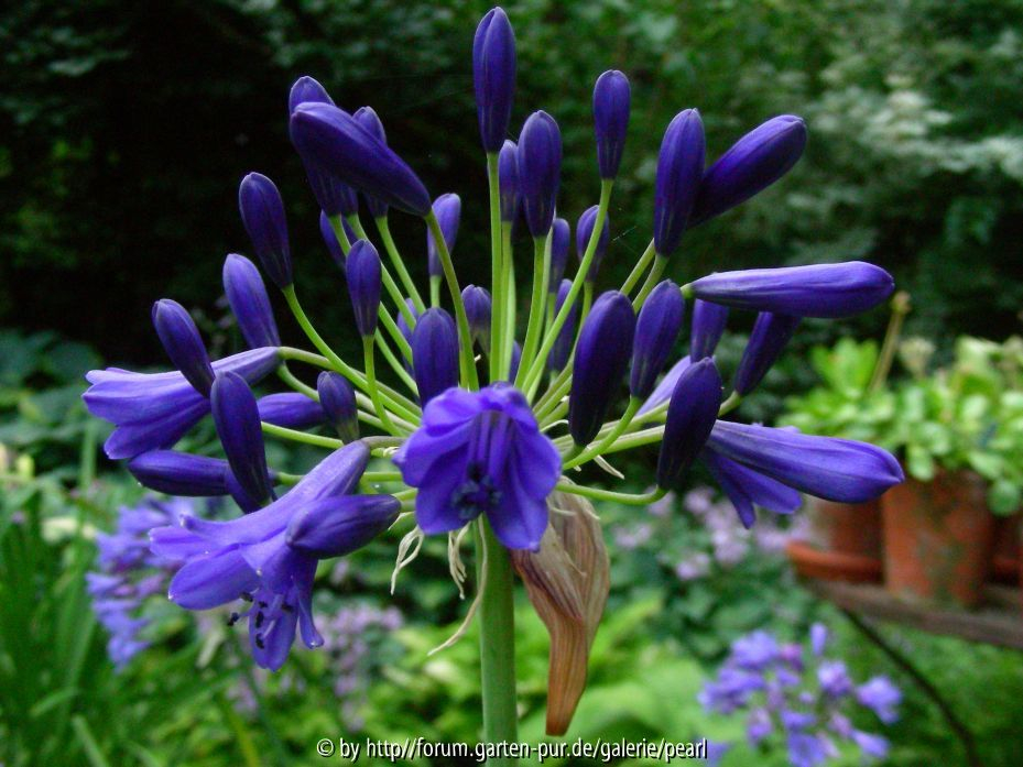 Agapanthus Simon dunkelblau