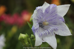 Platycodon grandiflorum Innenansicht