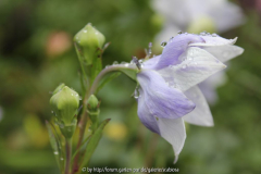 Platycodon grandiflorum Seitenansicht