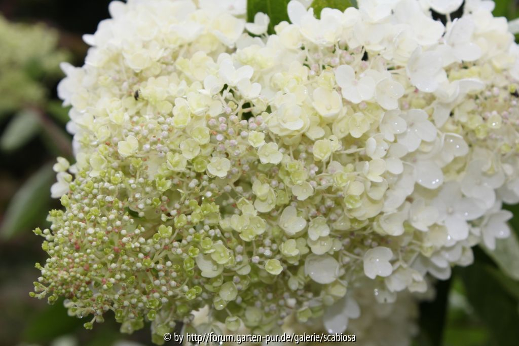 Rispenhortensie Detail 2