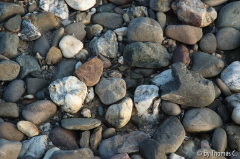 Rheinspaziergang 18: Kiesel