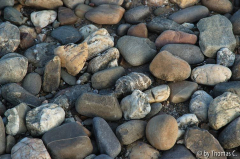 Rheinspaziergang 19: Kiesel