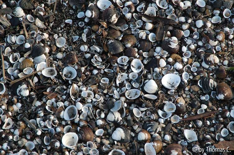 Rheinspaziergang 21: Schwarzweiße Muscheln