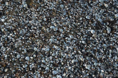 Rheinspaziergang 22: Muschelmeer
