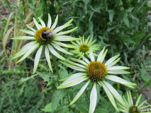 Echinacea purpurea 'Jade'