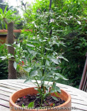 Blackprince6